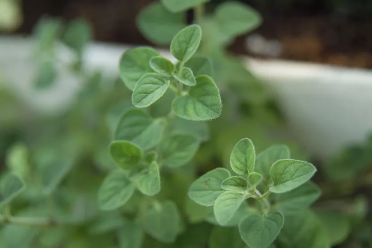 When and How to Harvest Oregano at Its Peak Flavor