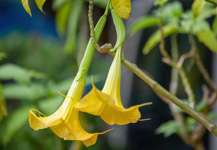 How to Plant and Grow Angel’s Trumpet