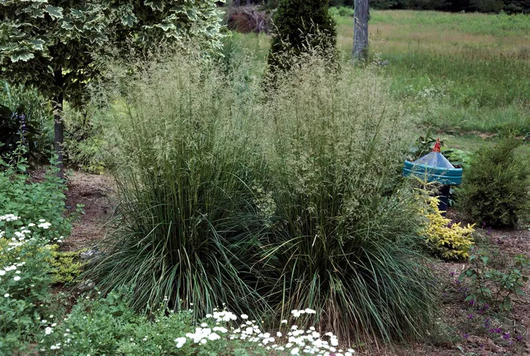 How to Plant and Grow Tufted Hair Grass