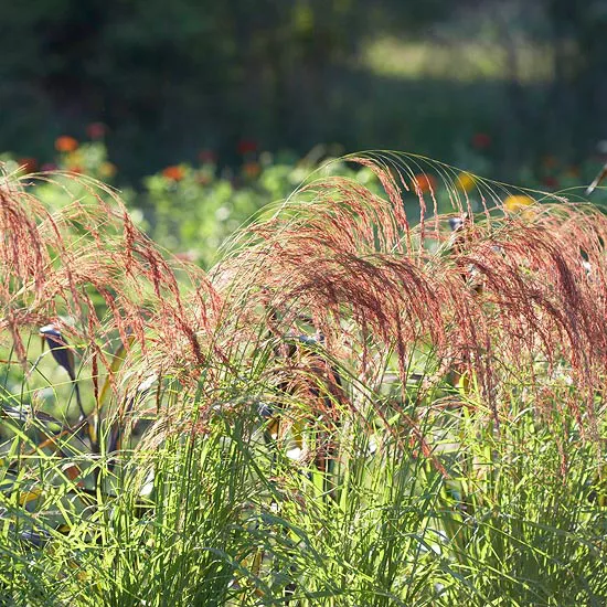 Best Plants for Mississippi Landscapes