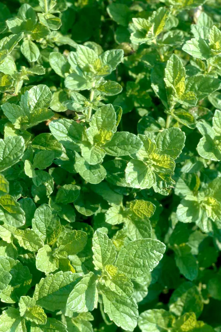 How to Plant and Grow Lemon Balm