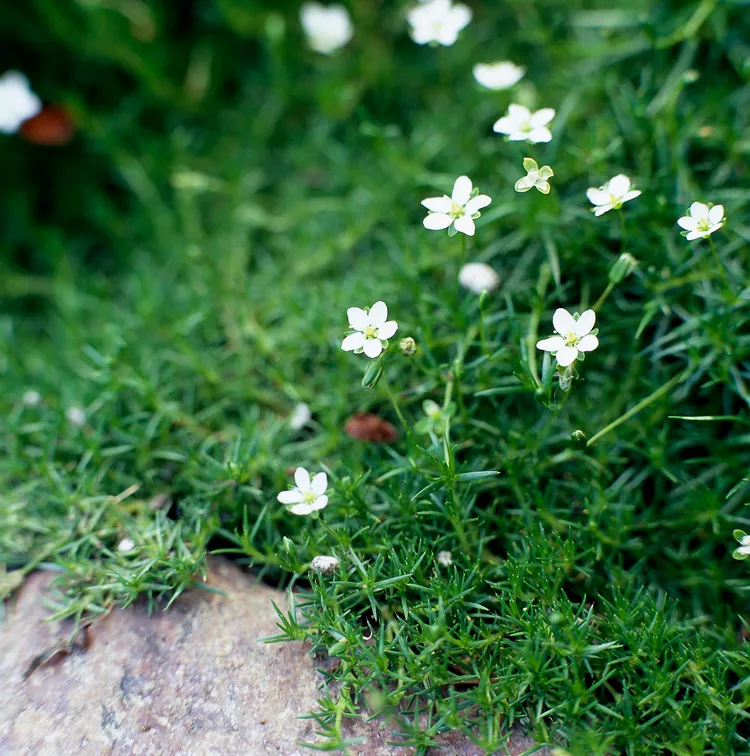 29 of the Best Plants for Trough Gardens