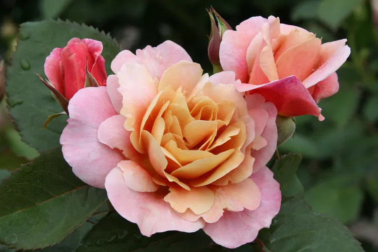 'Distant Drums' Roses Look Stunning in Any Garden