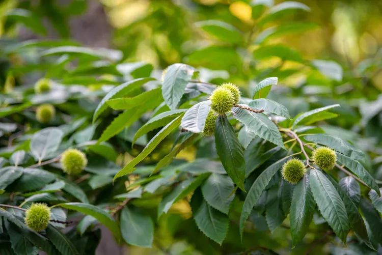 Which Trees Produce Spiky Round Balls? Here’s How to Identify Them