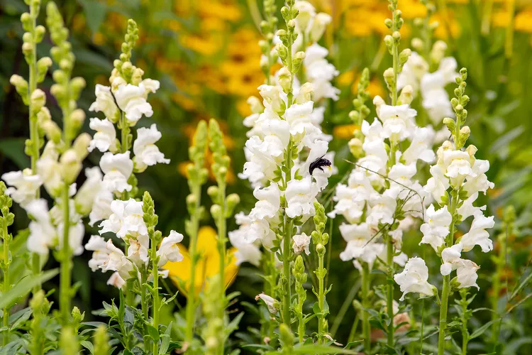 Are Snapdragons Perennials or Annuals? 