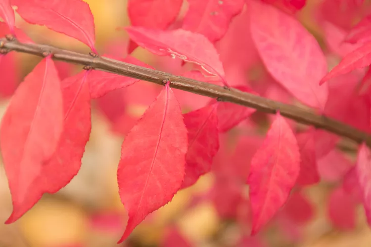 What to Plant Instead of Invasive Burning Bush