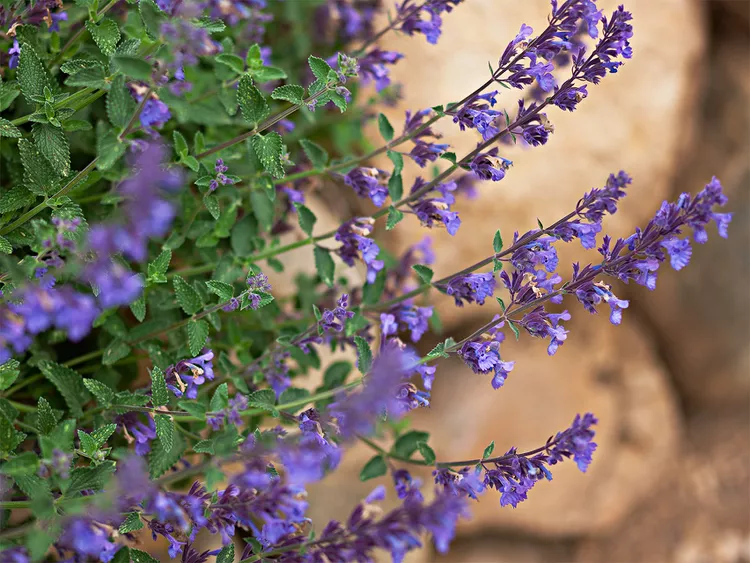 21 Plants for Sandy Soil That Thrive in Dry Conditions