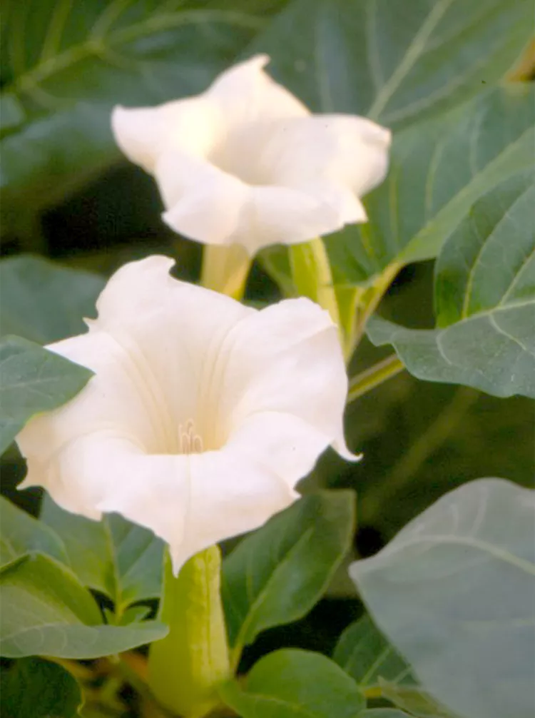 How to Plant and Grow Moonflower