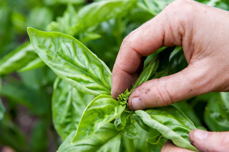 How to Prune Basil to Boost Your Harvest