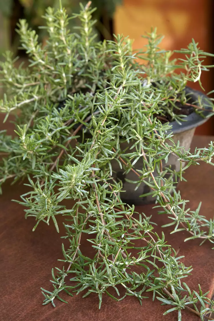 11 Essential Tips for Growing Rosemary Indoors