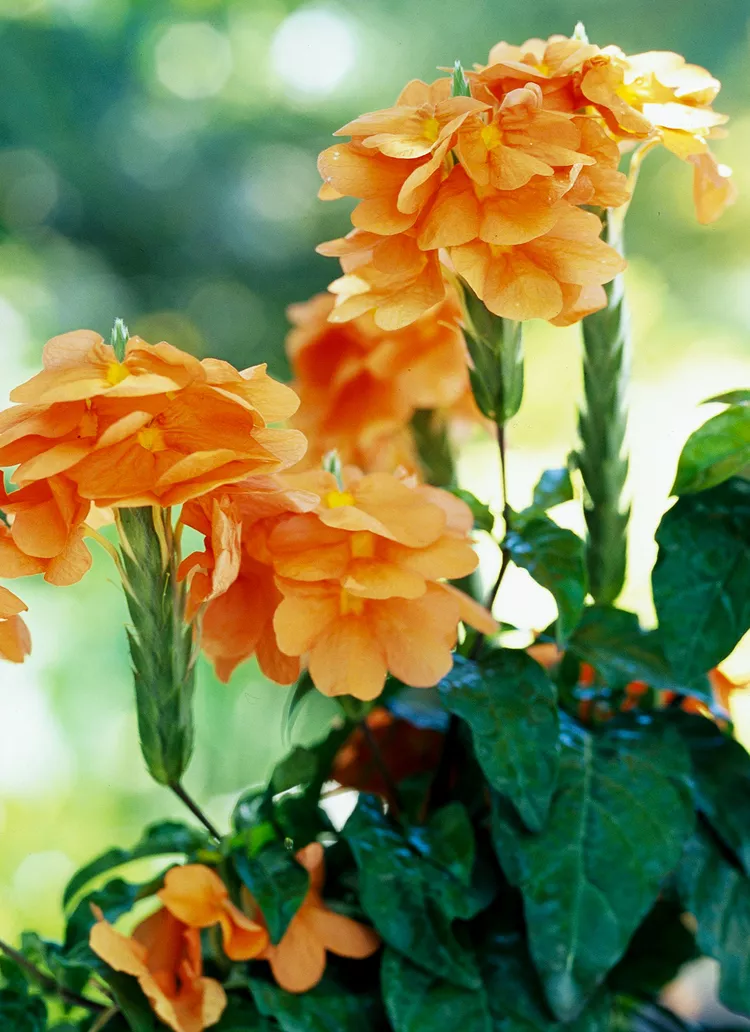 How to Plant and Grow Crossandra