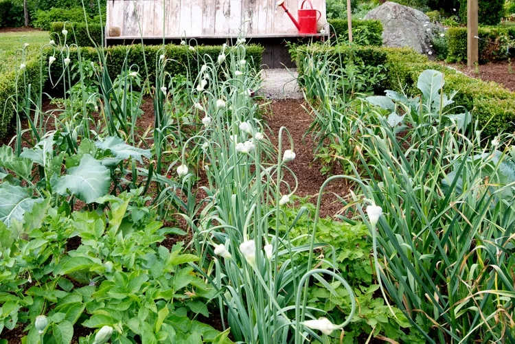 10 Best Garlic Companion Plants to Grow Together