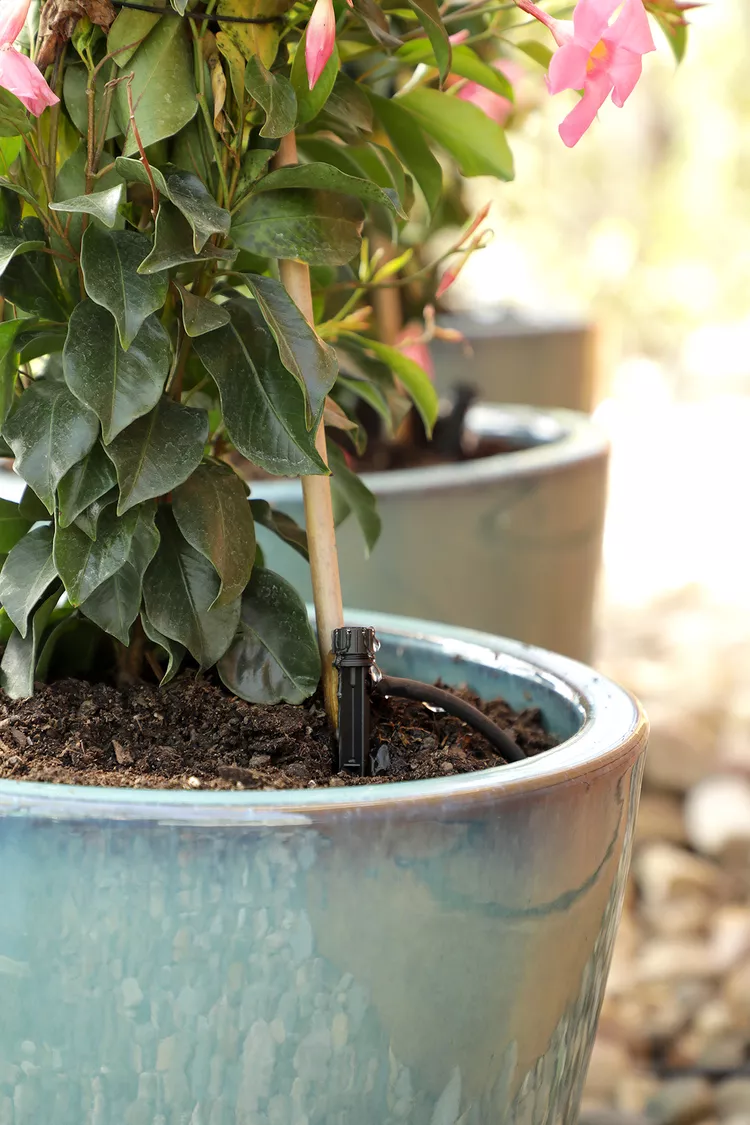 How to Make a DIY Drip Irrigation System for Potted Plants 