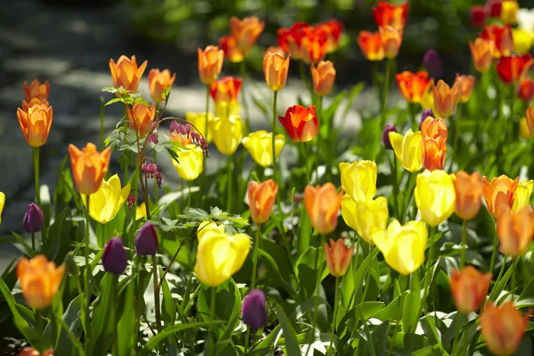 Can You Plant Tulips in the Spring and Still Get Blooms?