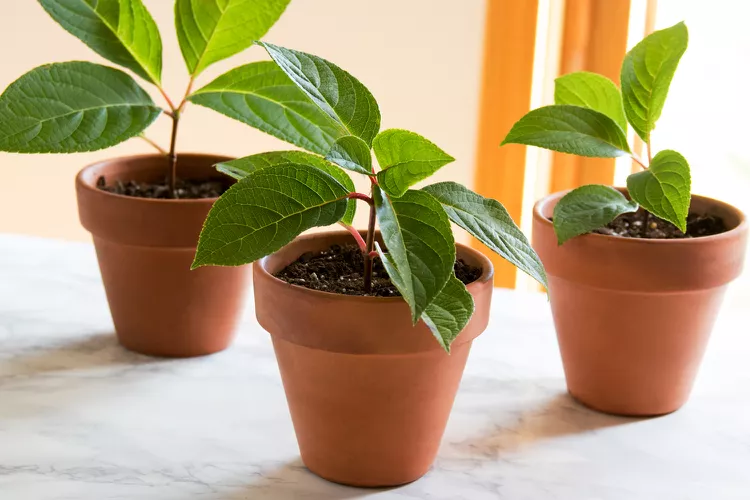 How to Grow Plants from Cuttings to Fill More Pots for Free