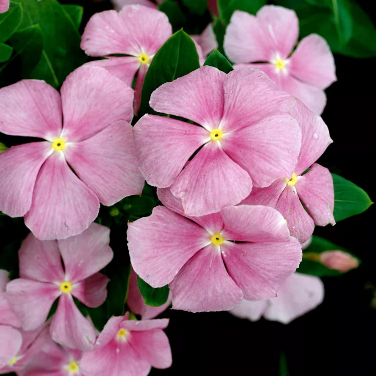 How to Plant and Grow Annual Vinca