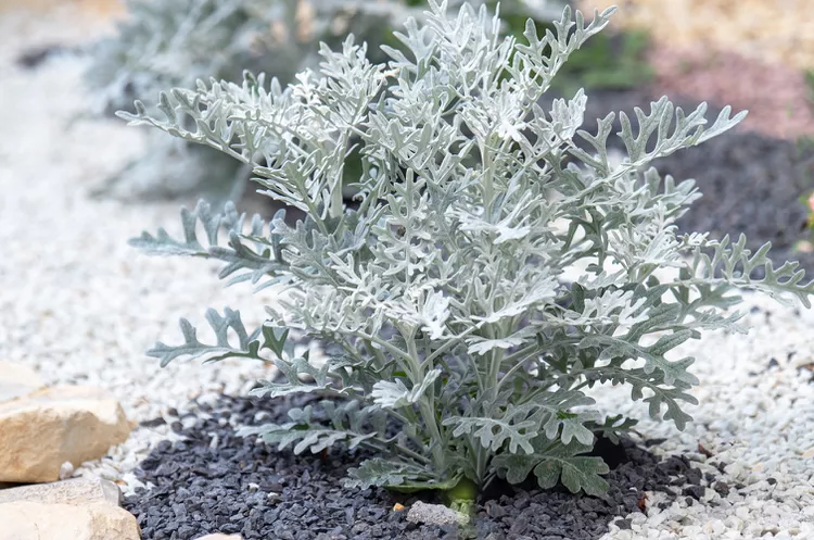 Grow Dusty Miller With This Complete Guide