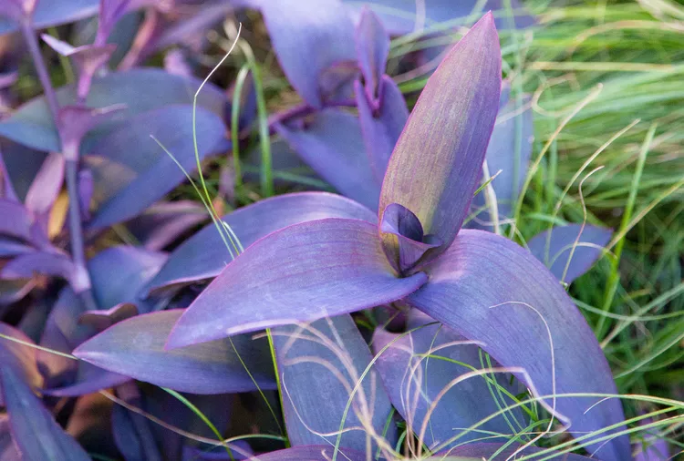 15 Pretty Plants with Purple Leaves