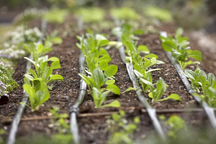 11 Essential Tips for Growing Vegetables from Seed for Beginners