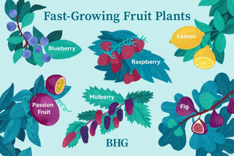 10 Fast-Growing Fruits That Are Easy to Care for Too