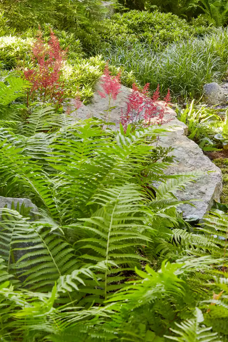 How to Plant and Grow Lady Ferns