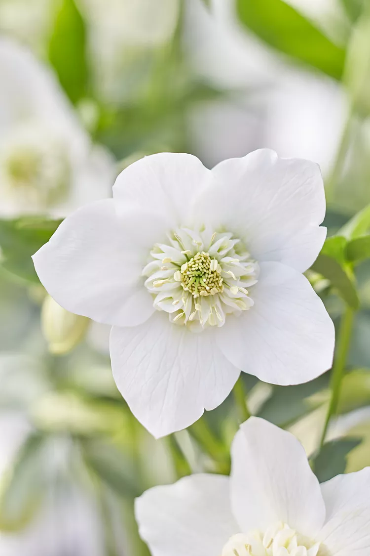 The 25 Best White Flowers for Your Garden