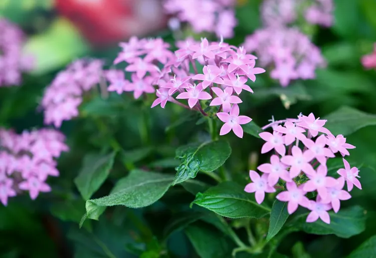 How to Plant and Grow Pentas