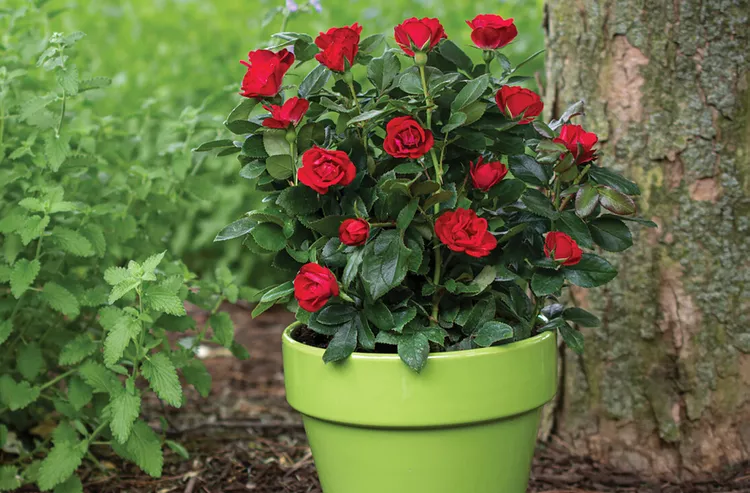 The Easy-Care Petite Knock-Out Rose Has Nonstop Red Blooms