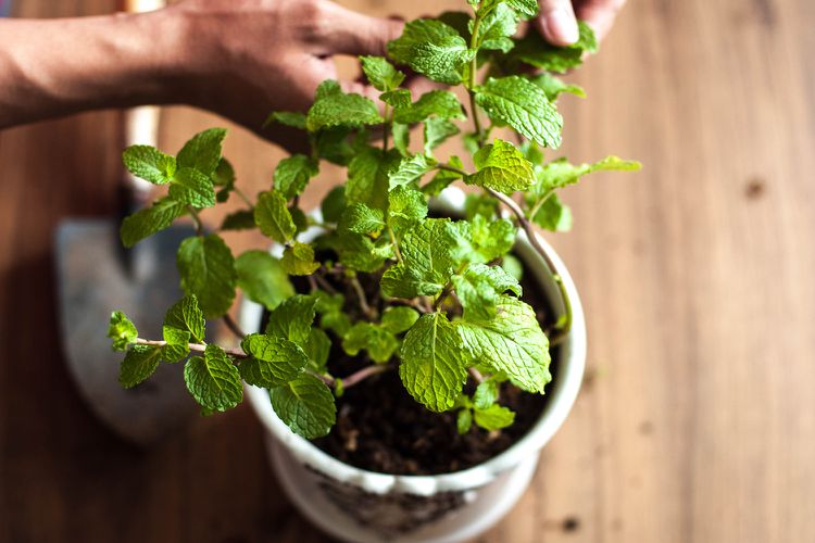 8 Tips for Growing Mint Indoors for a Year-Round Supply of Fresh Leaves