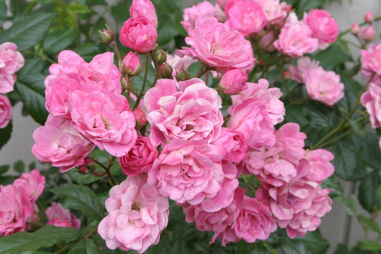 How to Plant and Grow Roses 