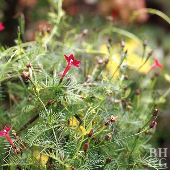 How to Plant and Grow Cypress Vine