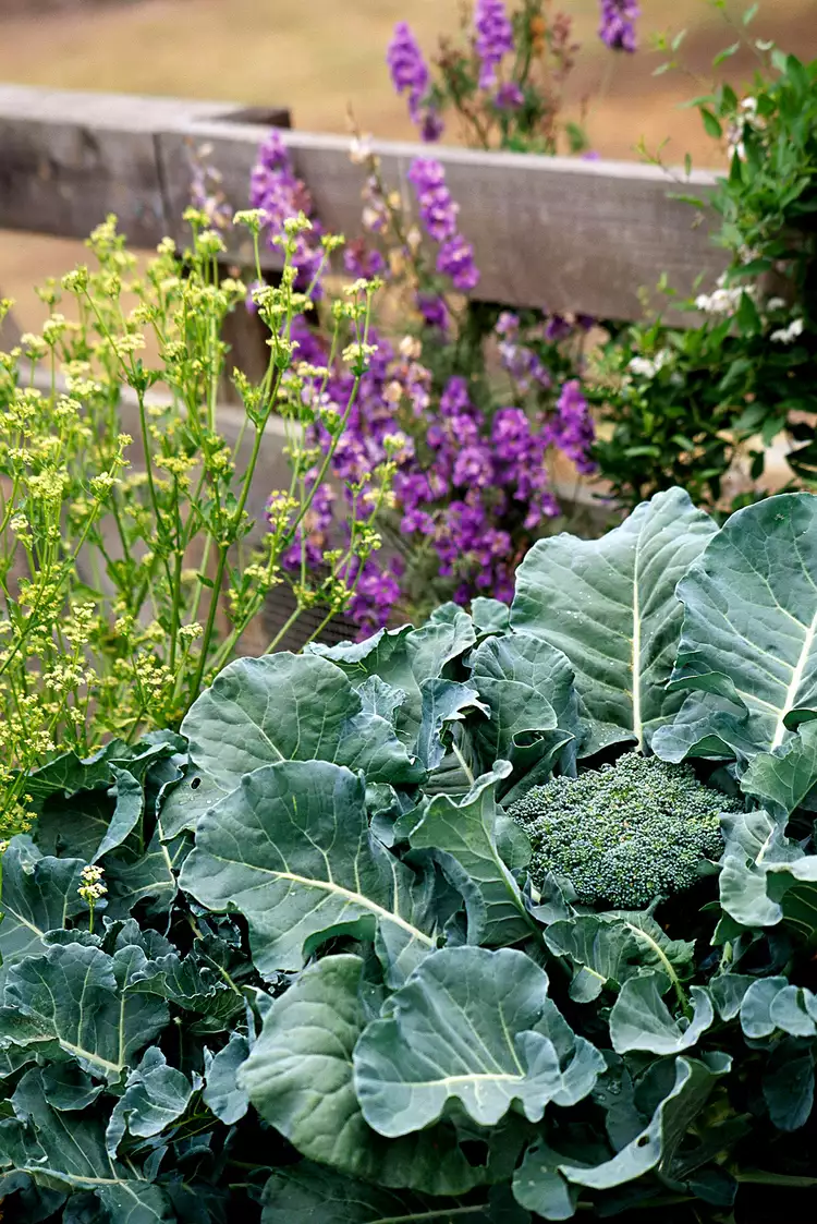 10 Best Broccoli Companion Plants