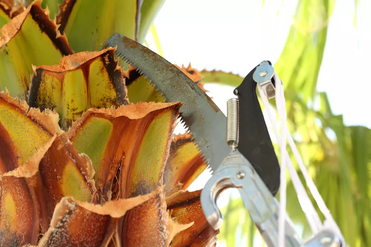 9 Expert Palm Tree Trimming Tips to Keep Your Fronds Looking Fresh