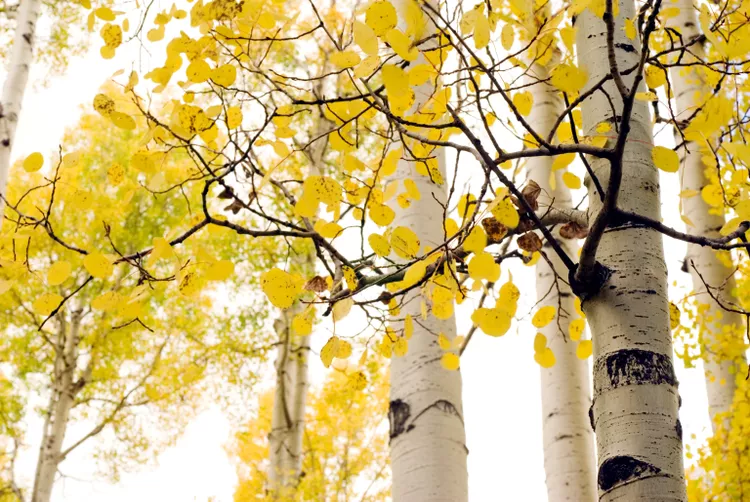 How to Plant and Grow Poplar Trees