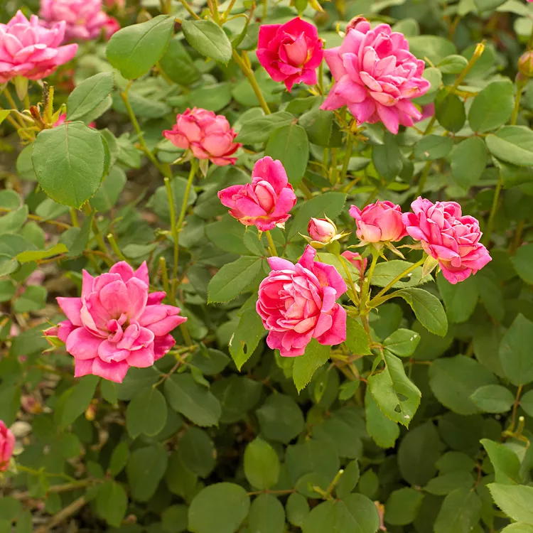 How to Protect Your Roses from Winter Weather