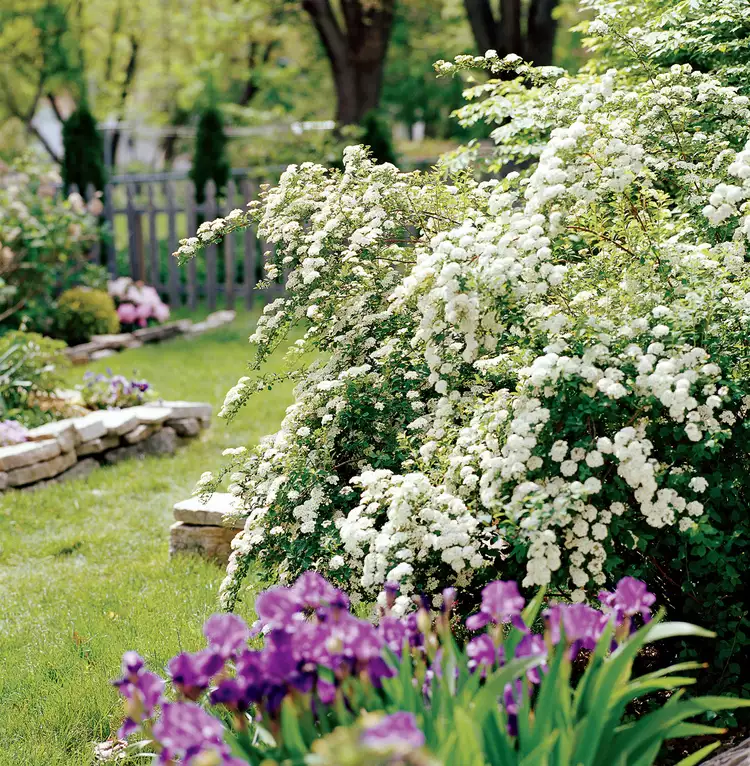 How to Plant and Grow Spirea