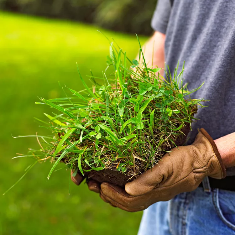 How to Get Rid of Crabgrass and Replace It with Actual Grass