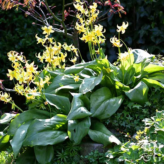 How to Plant and Grow Dog Tooth Violet