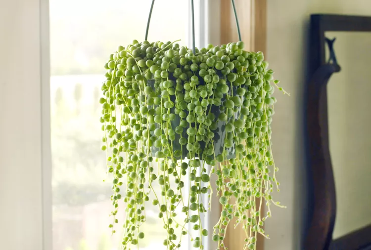 How to Plant and Care for a String of Pearls Plant