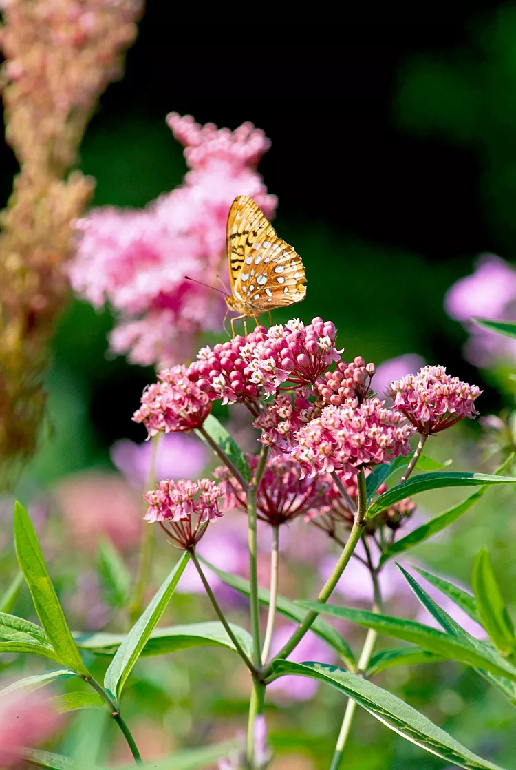 How to Plant and Grow Milkweed