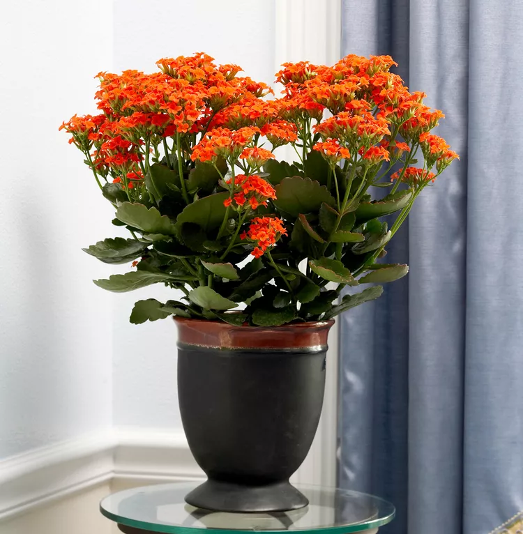 How to Plant and Grow Kalanchoe