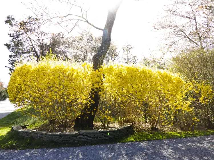 How and When to Prune Forsythia So You Don't Ruin the Flowers