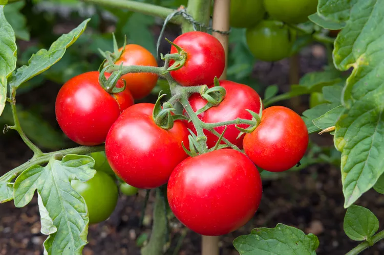 Should You Use Epsom Salt for Tomatoes? Why It's Not a Great Idea