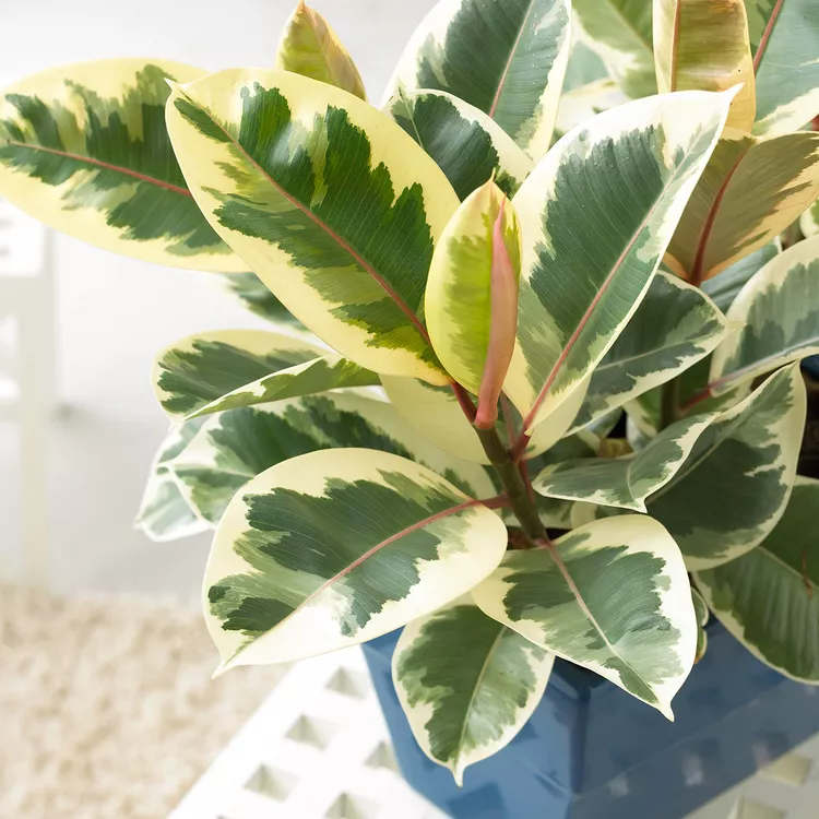 4 Reasons Why Your Rubber Plant Leaves Are Falling Off, And How to Fix Them 