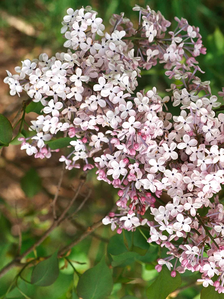 8 Low Maintenance Shrubs That Never Need Pruning 