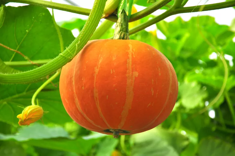 12 Tips for Growing Pumpkins in Containers