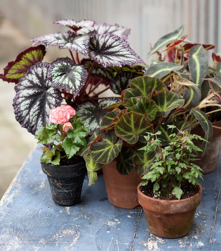 8 Begonia Houseplant Care Tips to Keep Your Plants Thriving