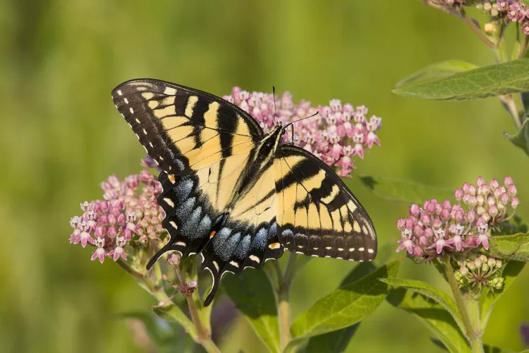 22 Beautiful Garden Plans for Attracting Birds and Butterflies