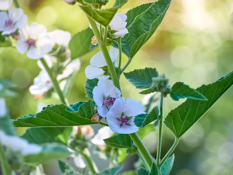 How to Plant and Grow Marshmallow Plant 