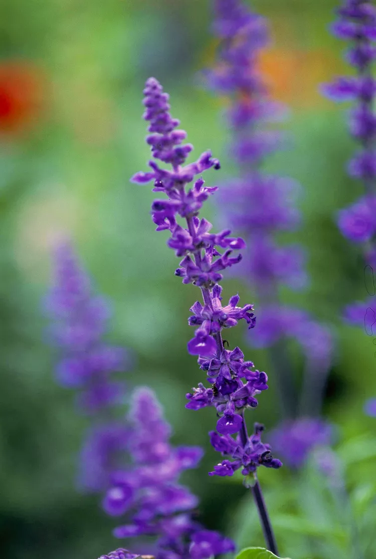 15 Super Plants for Texas Landscapes